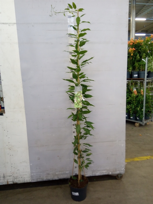 <h4>Actinidia arguta 'Issai'</h4>