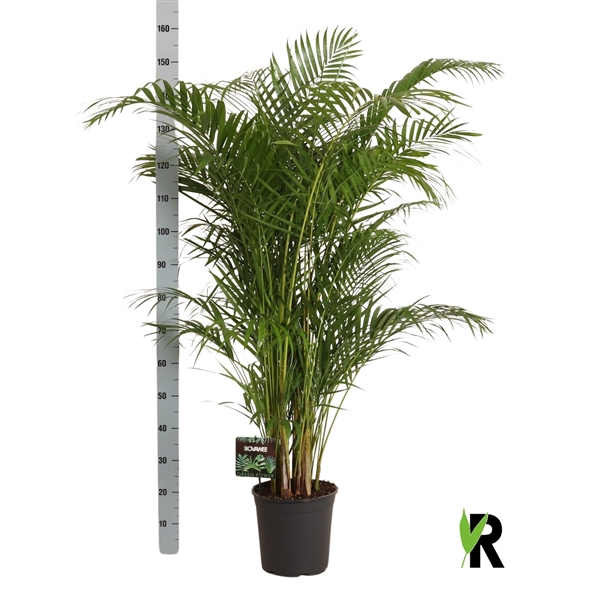 <h4>Dypsis lutescens</h4>