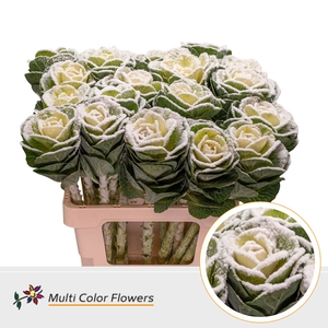 Brassica Naturel Snow