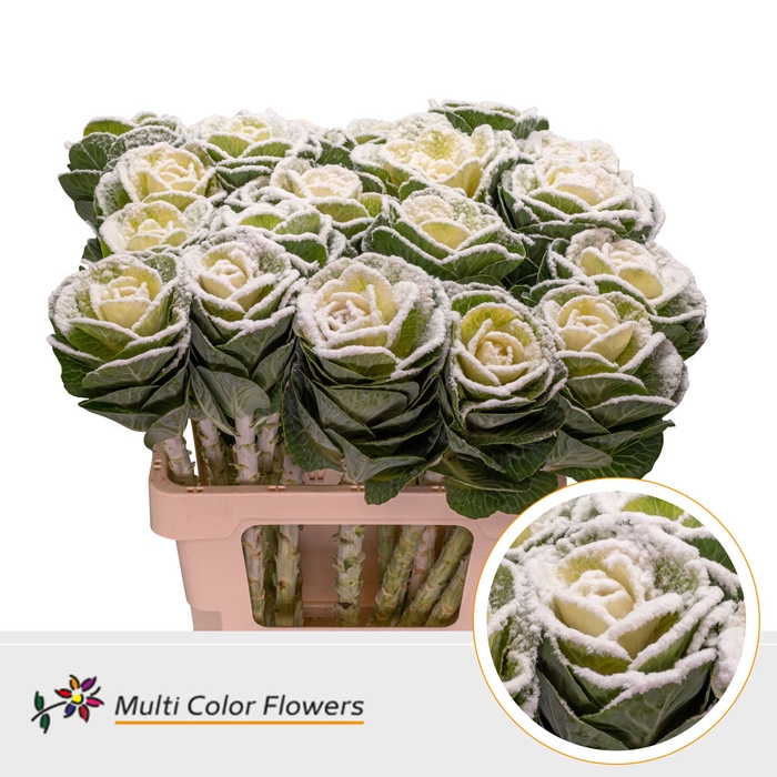 <h4>Brassica Naturel Snow</h4>