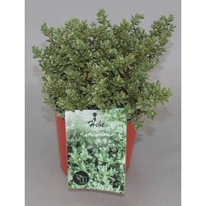 Hebe pinguifolia 'Sutherlandii' C1,5