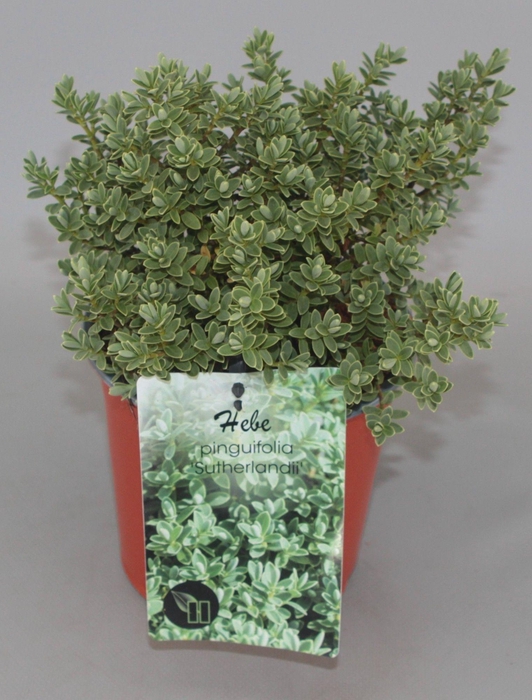<h4>Hebe pinguifolia 'Sutherlandii' C1,5</h4>