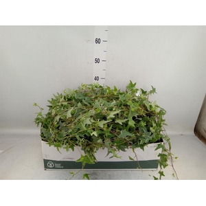 Hedera   ...variegated