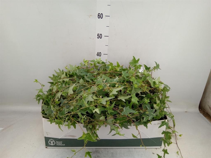 <h4>Hedera   ...variegated</h4>