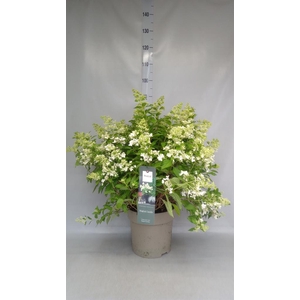 Hydrangea pan. 'Magical Candle'