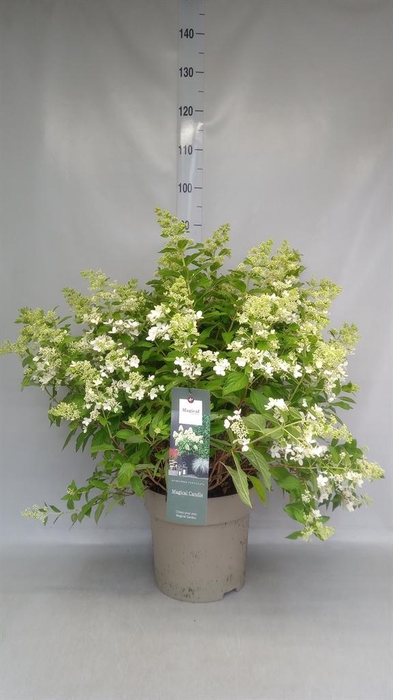 <h4>Hydrangea pan. 'Magical Candle'</h4>