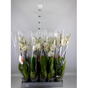 Phalaenopsis   ...white