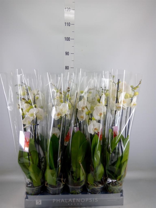 <h4>Phalaenopsis   ...white</h4>