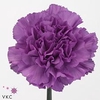 Dianthus st moonlite
