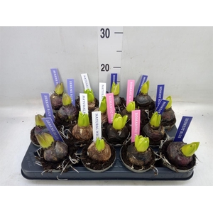 Hyacinthus orie.   ...mix