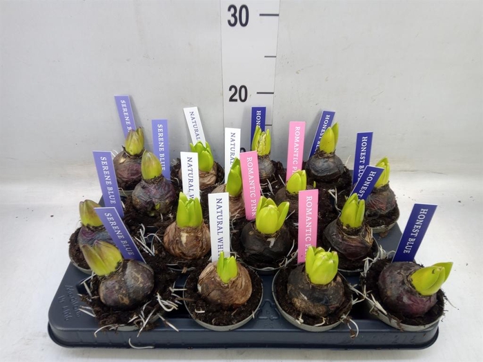 <h4>Hyacinthus orie.   ...mix</h4>