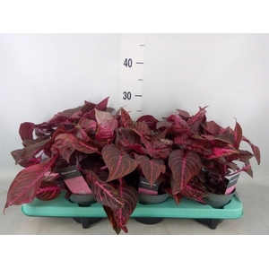 Iresine herbstii 'Rich Redstar'