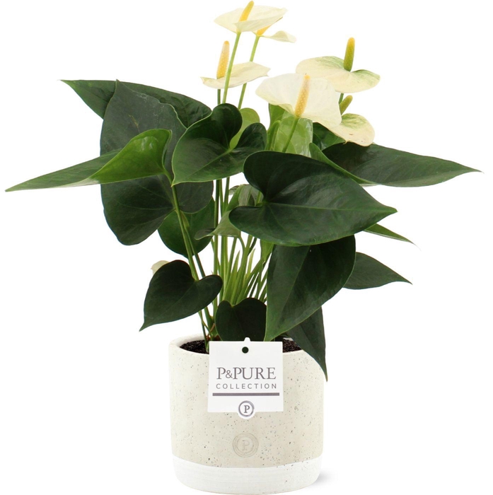 <h4>Anthurium Cocos in Pure Jade ceramic</h4>