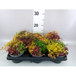 Oxalis   ...