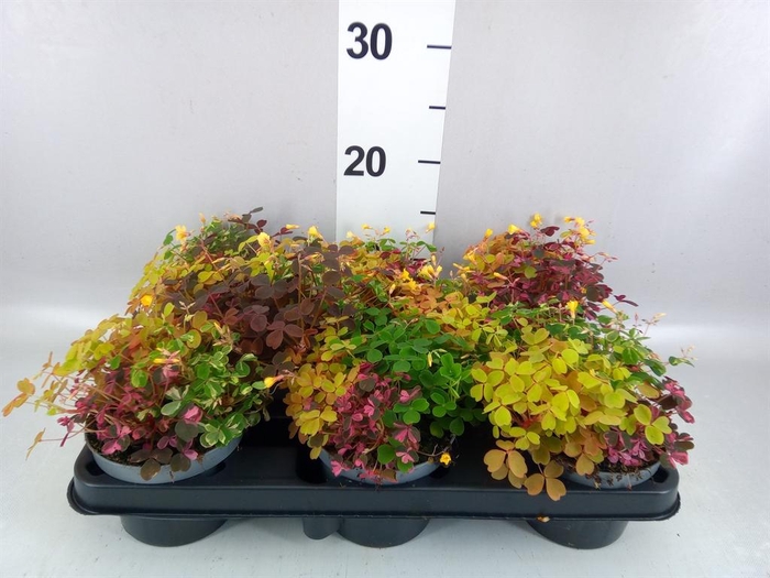 <h4>Oxalis   ...</h4>