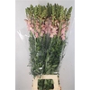 Antirrhinum It. Pink