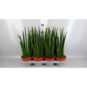 Sansevieria cyl.  ...