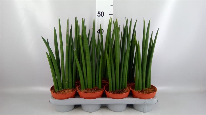 <h4>Sansevieria cyl. ...</h4>