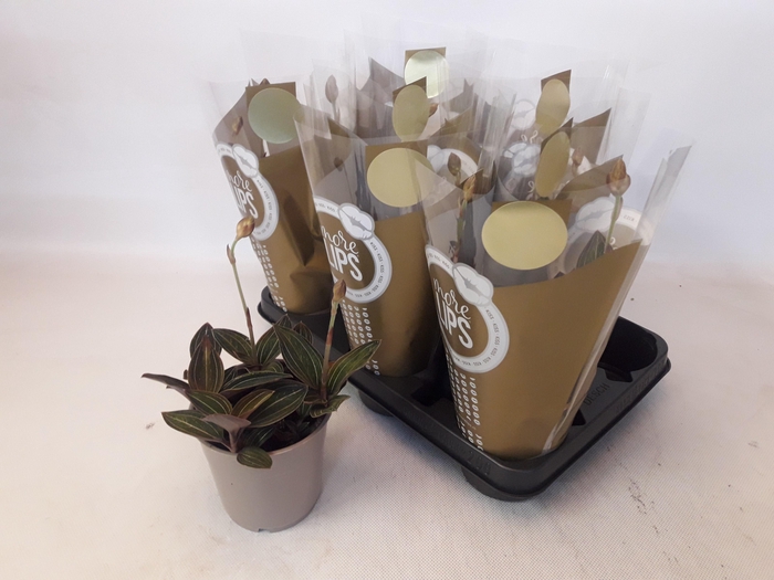 <h4>LUD DISCOLOR</h4>