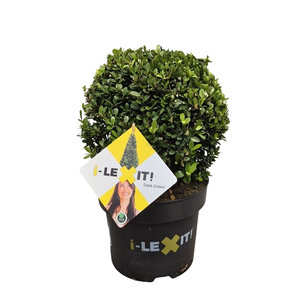 <h4>Ilex crenata Dark Green, P23, Bol Ø25cm</h4>