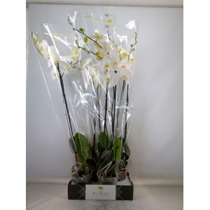 Phalaenopsis   ...white