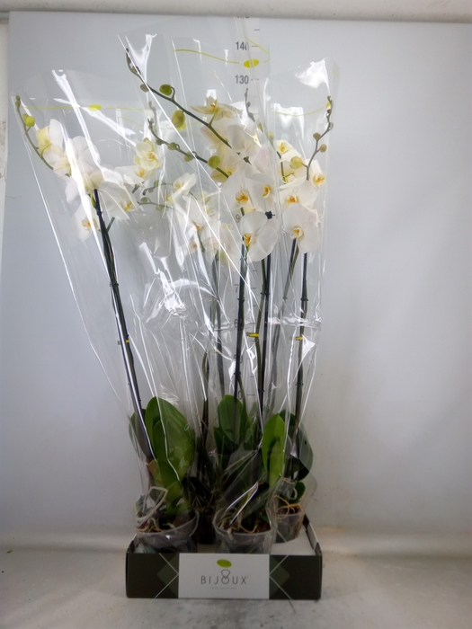 <h4>Phalaenopsis   ...white</h4>
