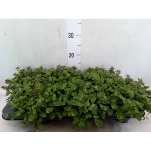 Callisia repens