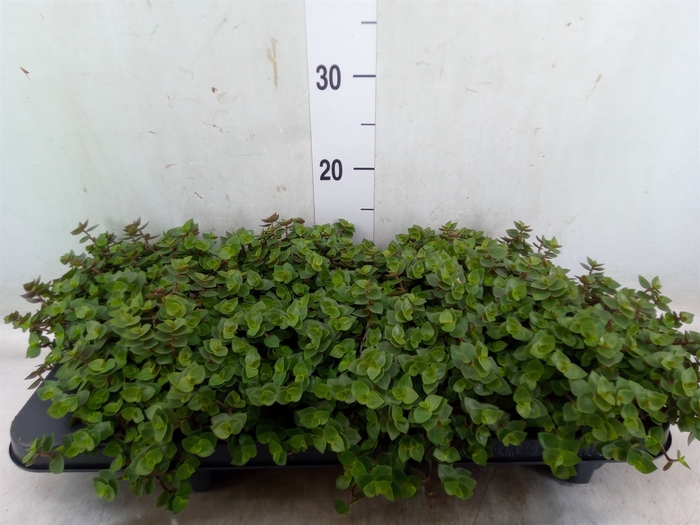 <h4>Callisia repens</h4>