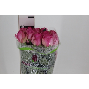 ROSA CANDY AVALANCHE 060 CM ESTUFA