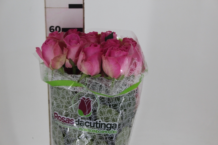 <h4>ROSA CANDY AVALANCHE 060 CM ESTUFA</h4>