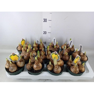 Narcissus DU 'Gold Medal''