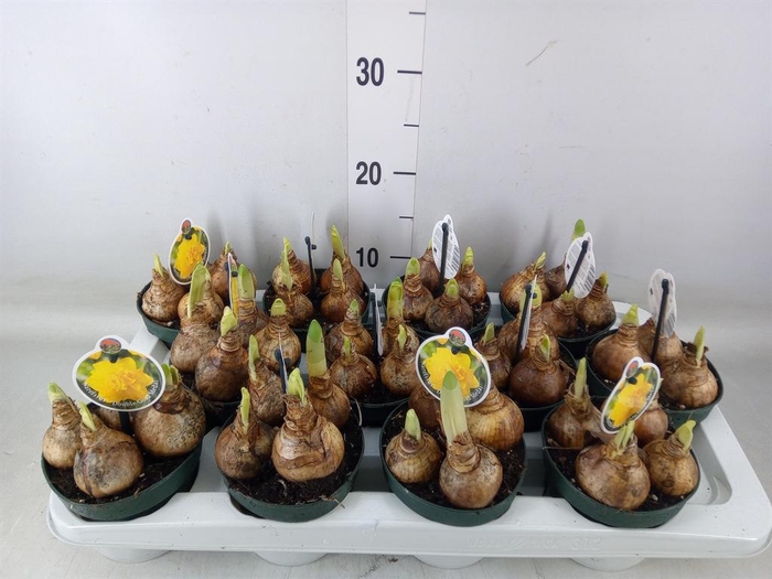 <h4>Narcissus DU 'Gold Medal''</h4>