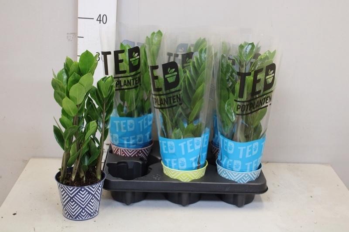 <h4>ZAMIO ZAMIIFOLIA</h4>