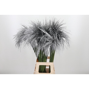 Miscanthus Kl Bh Zilver