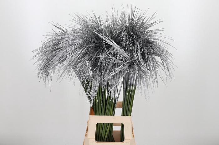 <h4>Miscanthus Kl Bh Zilver</h4>