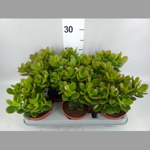 Crassula ovata 'Minor'