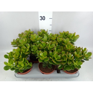 Crassula ovata 'Minor'
