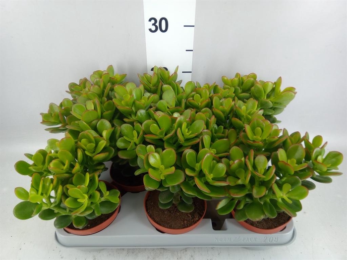 <h4>Crassula ovata 'Minor'</h4>