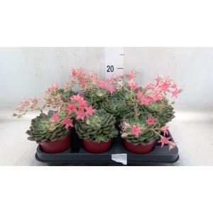Graptopetalum tacitus