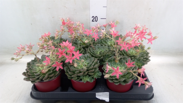 <h4>Graptopetalum tacitus</h4>