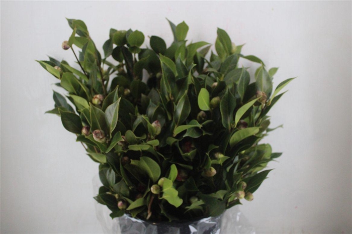 <h4>Camelia P Bunch</h4>