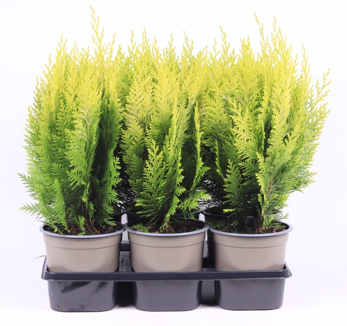 <h4>Chamaecyparis Stardust</h4>