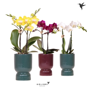Kolibri Orchids Phalaenopsis mix 2 spike in Diabolo pot green mix