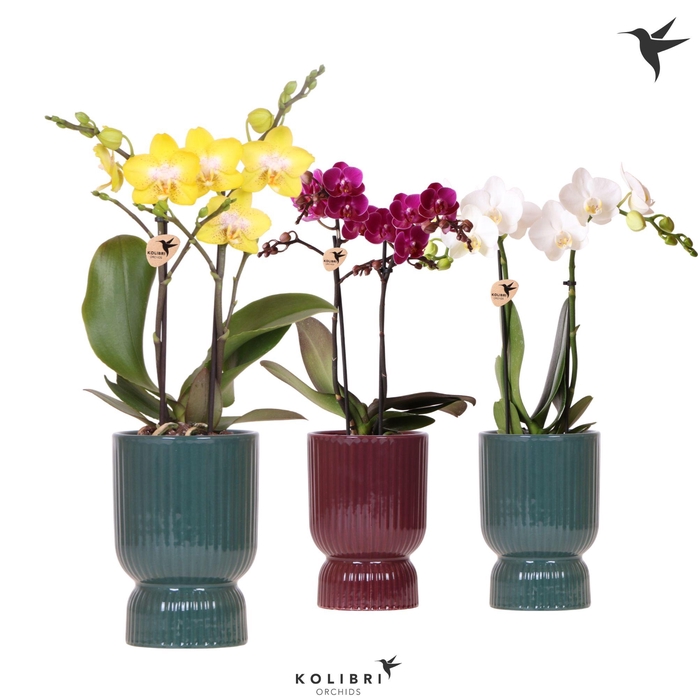 <h4>Kolibri Orchids Phalaenopsis mix 2 spike in Diabolo pot green mix</h4>