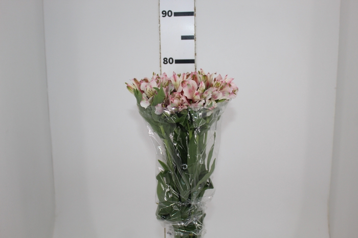 <h4>ALSTROEMERIA FANKE 080 CM</h4>