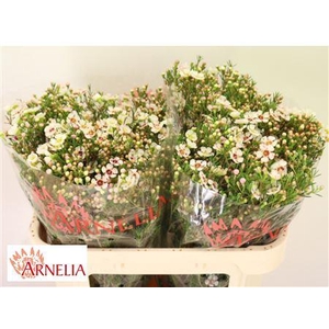 Chamelaucium Janelle 45gr
