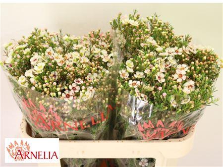 <h4>Chamelaucium Janelle</h4>