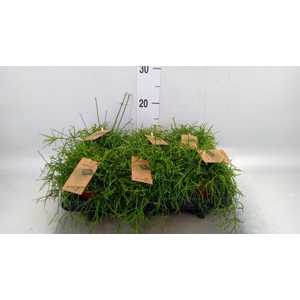 Rhipsalis baccifera 'Oasis'