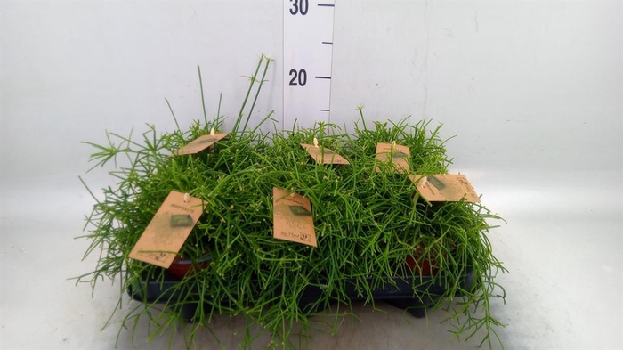 <h4>Rhipsalis baccifera 'Oasis'</h4>