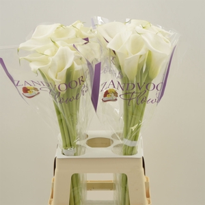 Calla White Mambo